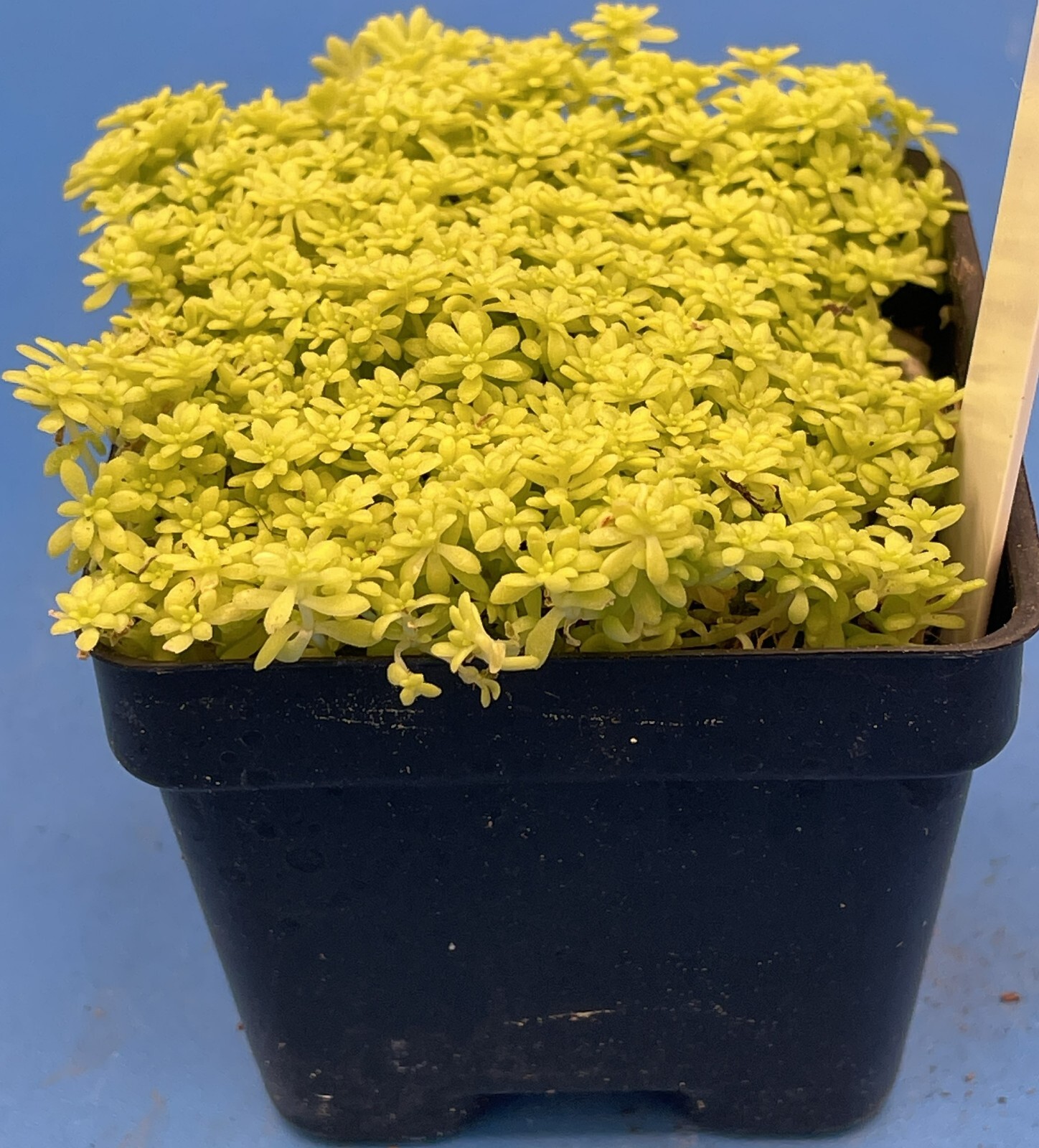 Sedum Gold Moss – Ships in 3” pot – Rock Gardens, Hanging Baskets, Ground Cover