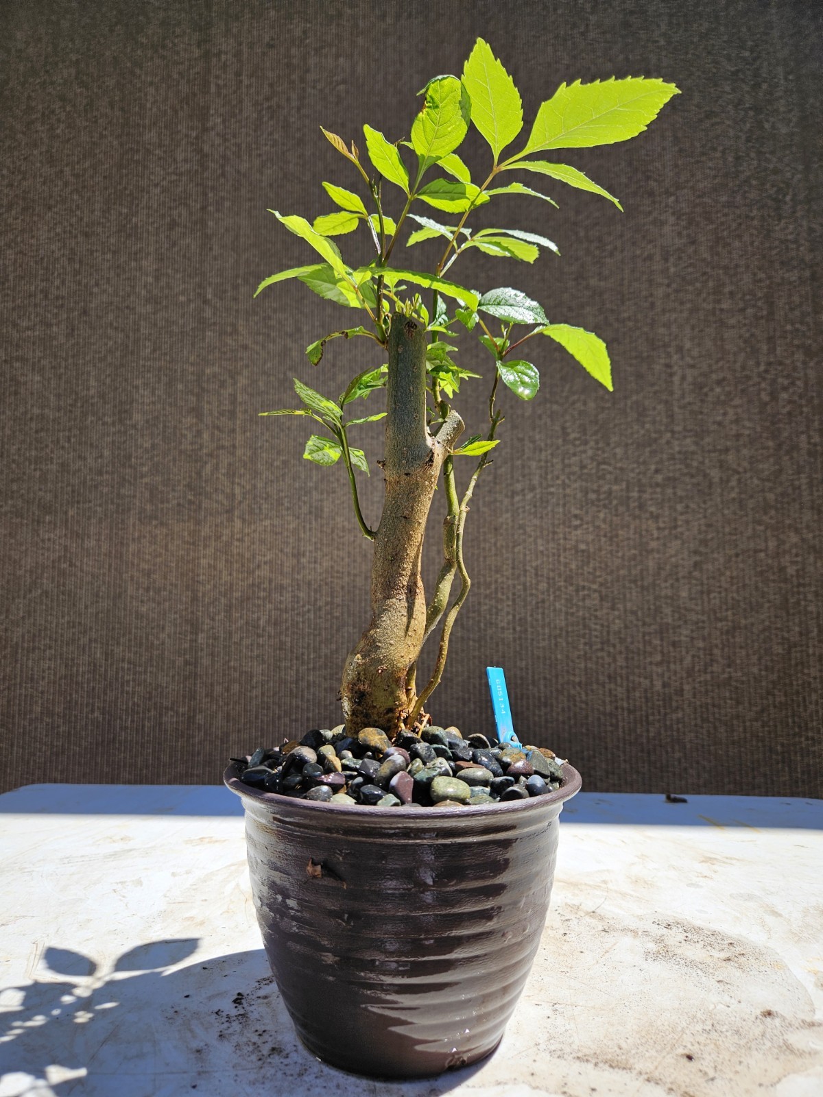 Old European Ash Bonsai Tree,,, SALE