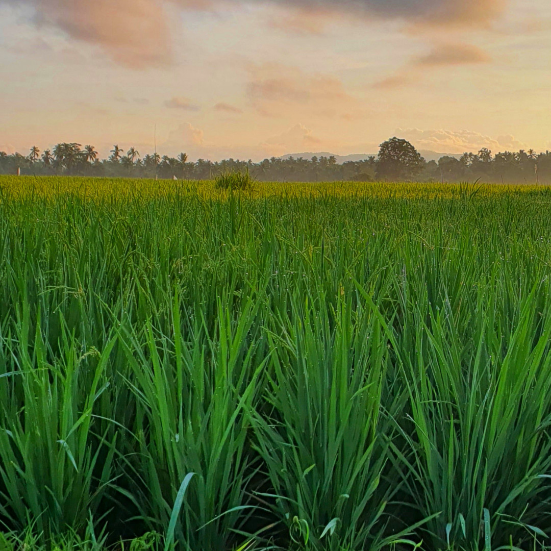 Fresh Yukimochi Rice Seeds | Short Grain | Heirloom Non-GMO | Grain Seeds