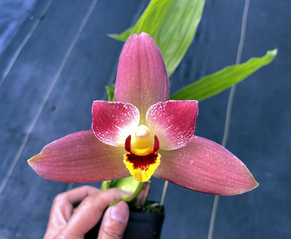 COMPLEX RED LYCASTE TYPE ORCHID HYBRID Red Jewel ‘Hilo Girl’ NBS plant 4″ pot