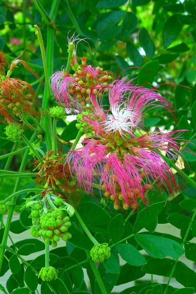 10 RAIN TREE SEEDS Monkey Pod (Albizia saman) Tropical Flower Bonsai Plant RARE