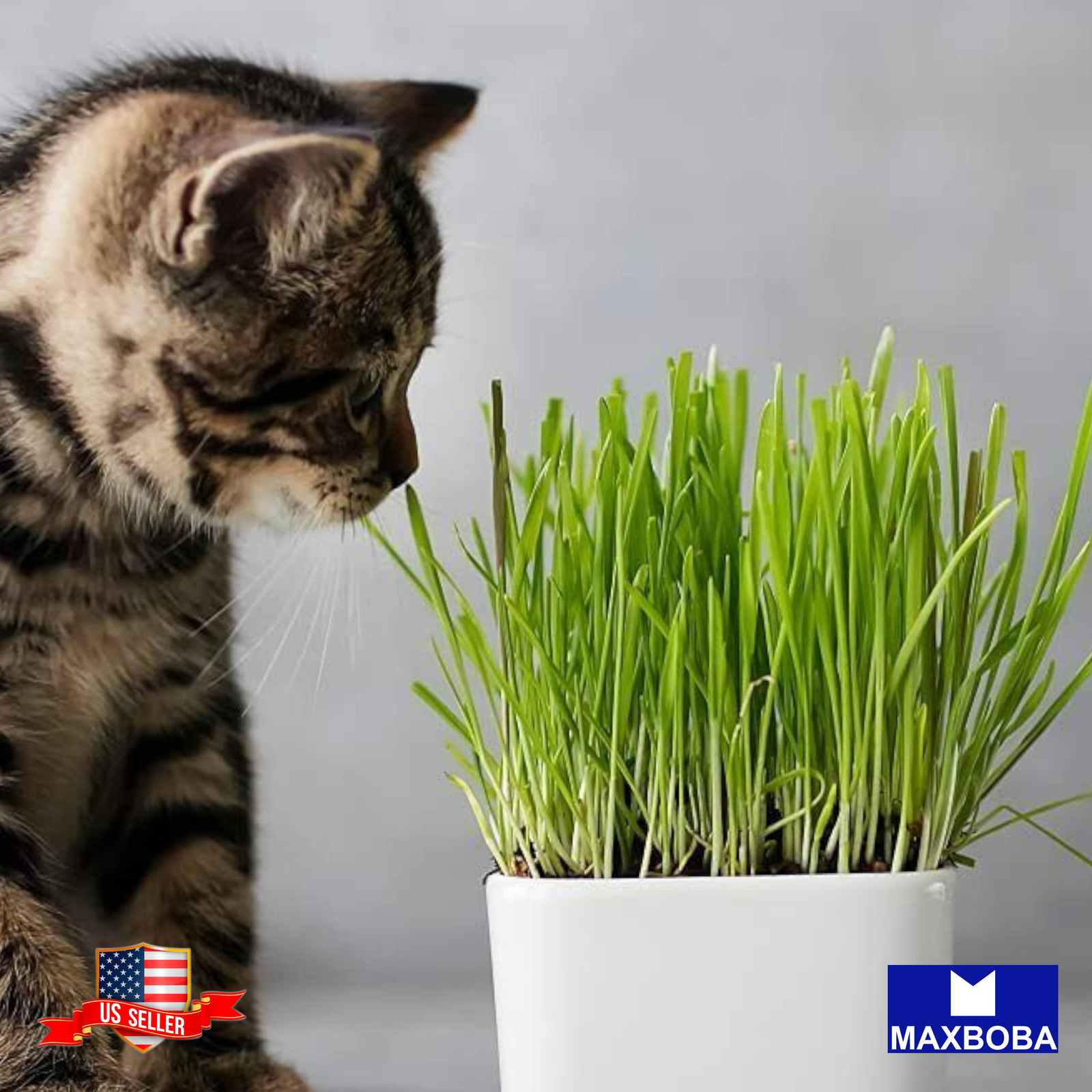 Cat Grass Seeds – Wheatgrass (Organic) Non-GMO Heirloom