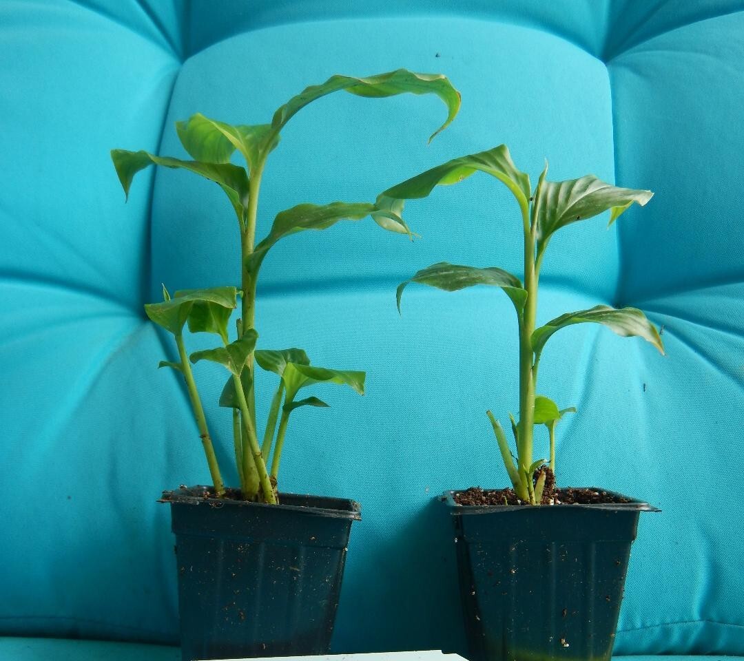 Golden Brush Dwarf Ginger – Burbidgea schizocheila- SMALL ROOTED STARTER Plant