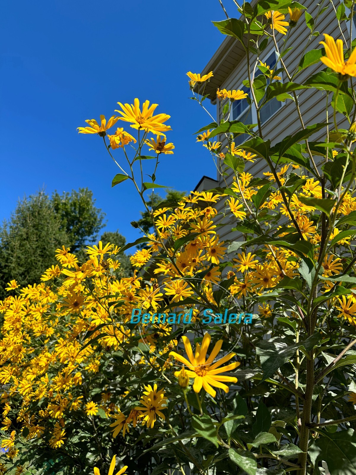 Sunchoke / Jerusalem Artichoke – Individual Tubers For Planting