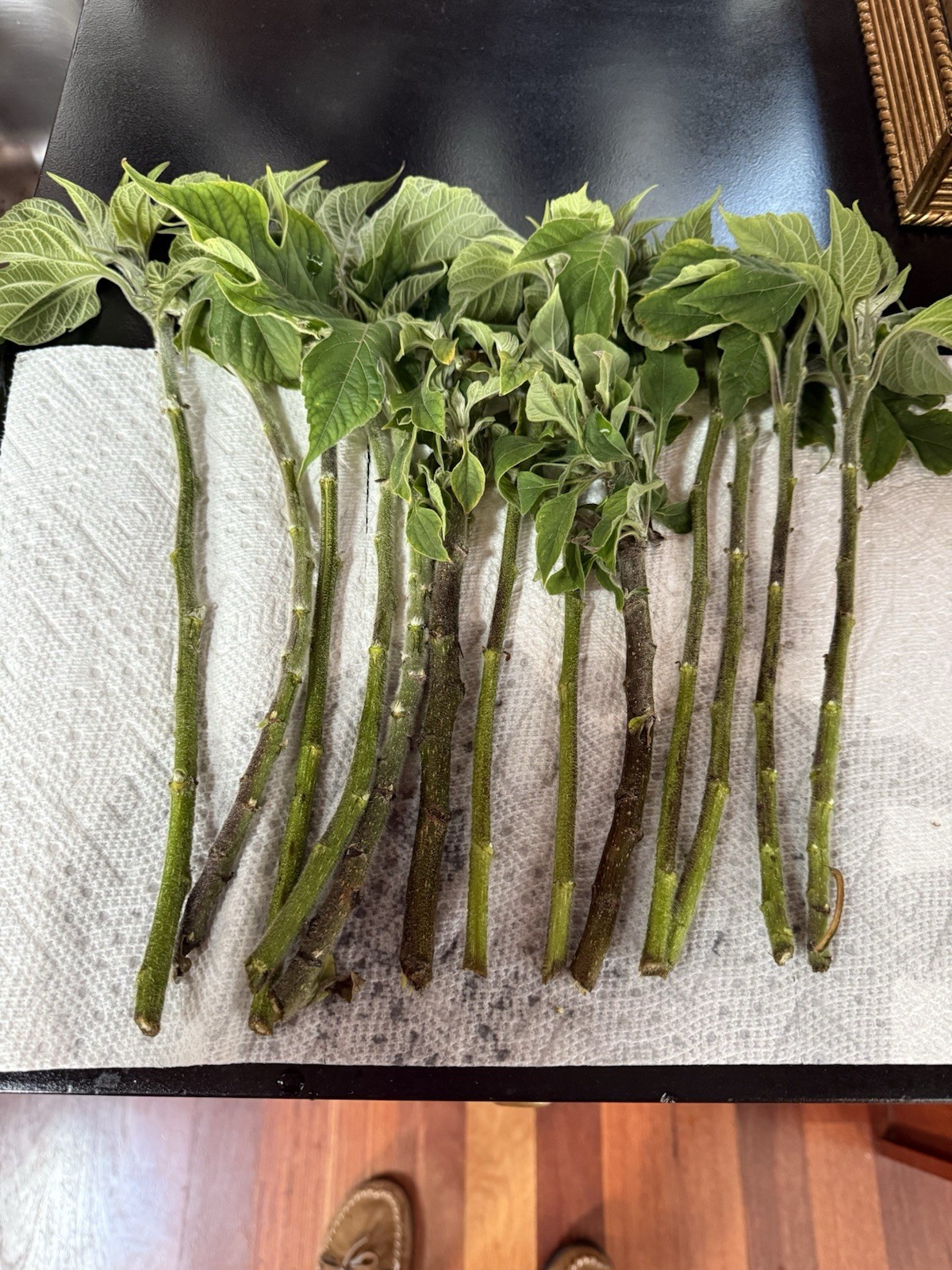 Perennial Organic Mexican Sunflower 10 Cuttings,freshly cut per Order
