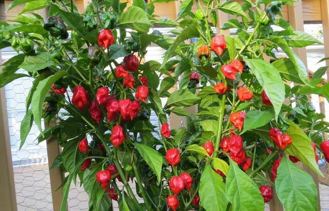 Carolina REAPER Super HOT Pepper Seeds Unique Creek Homestead Certified