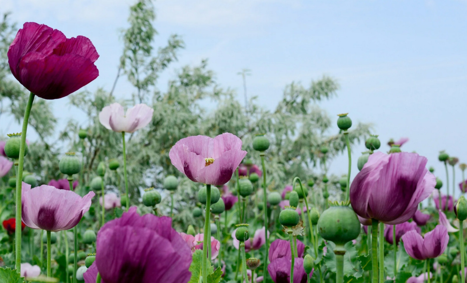 1,000 Turkish Blue Poppy Seeds P. Somniferum Large Purple To Red Blooms Few Left