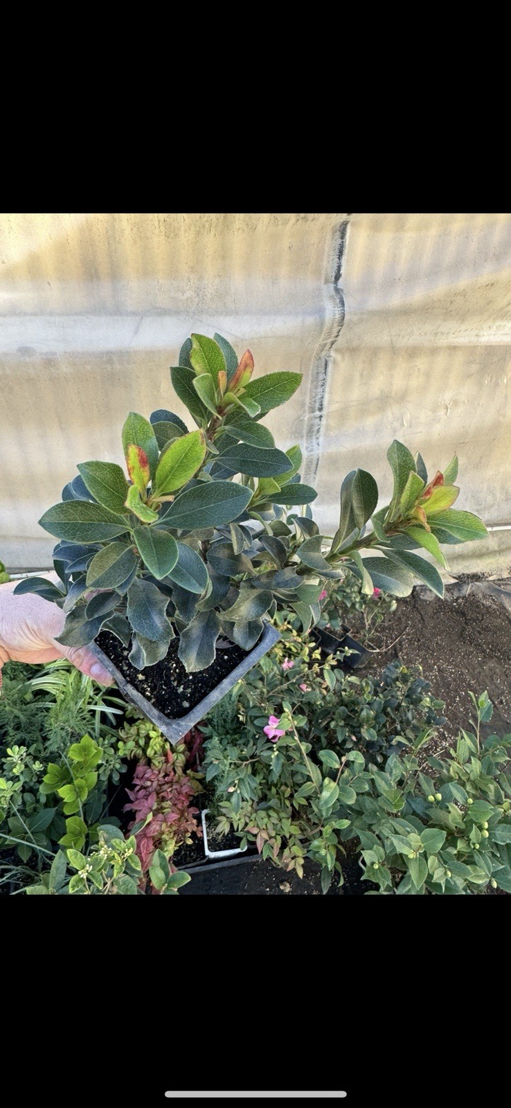 Dwarf Yedda Hawthorn Rhaphiolepis umbellata ‘Minor’, 4 Inch Pot