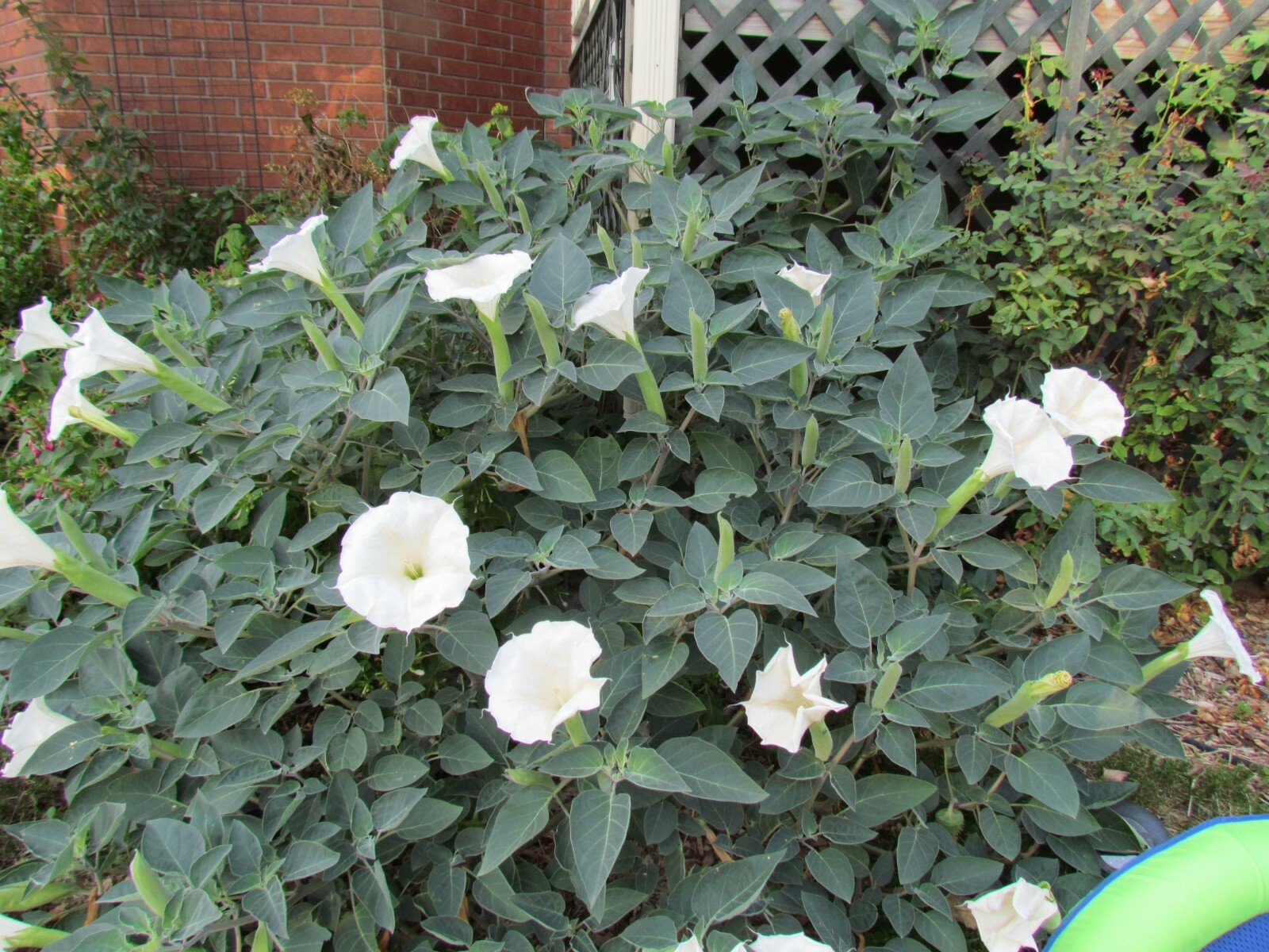 Moonflower 50+ Seeds WHITE Fragrant Bush Organic Moon flower Datura Trumpet
