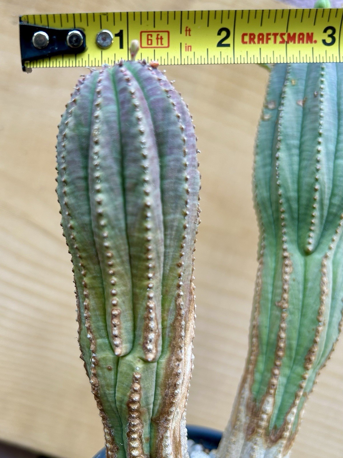 Euphorbia obesa Hybrid, Lot Of 3, Succulents not Cactus FEMALE Rare