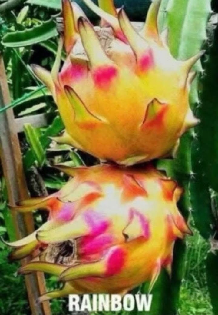 3 Dragon Fruit Cuttings 8-12 Inches Check Description ￼