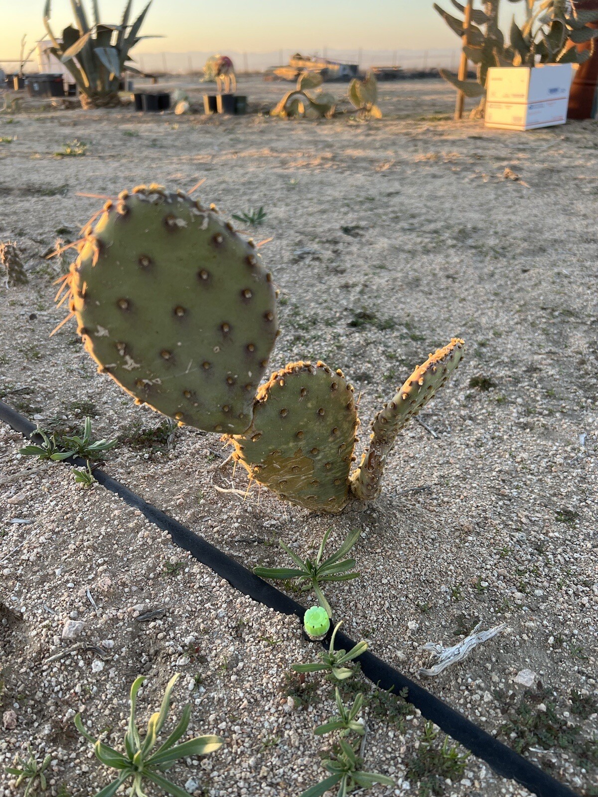 Desert Prickly pear ( Opuntia Phaeacantha), 2 Pads 4-7″ [cold hardy -20F]