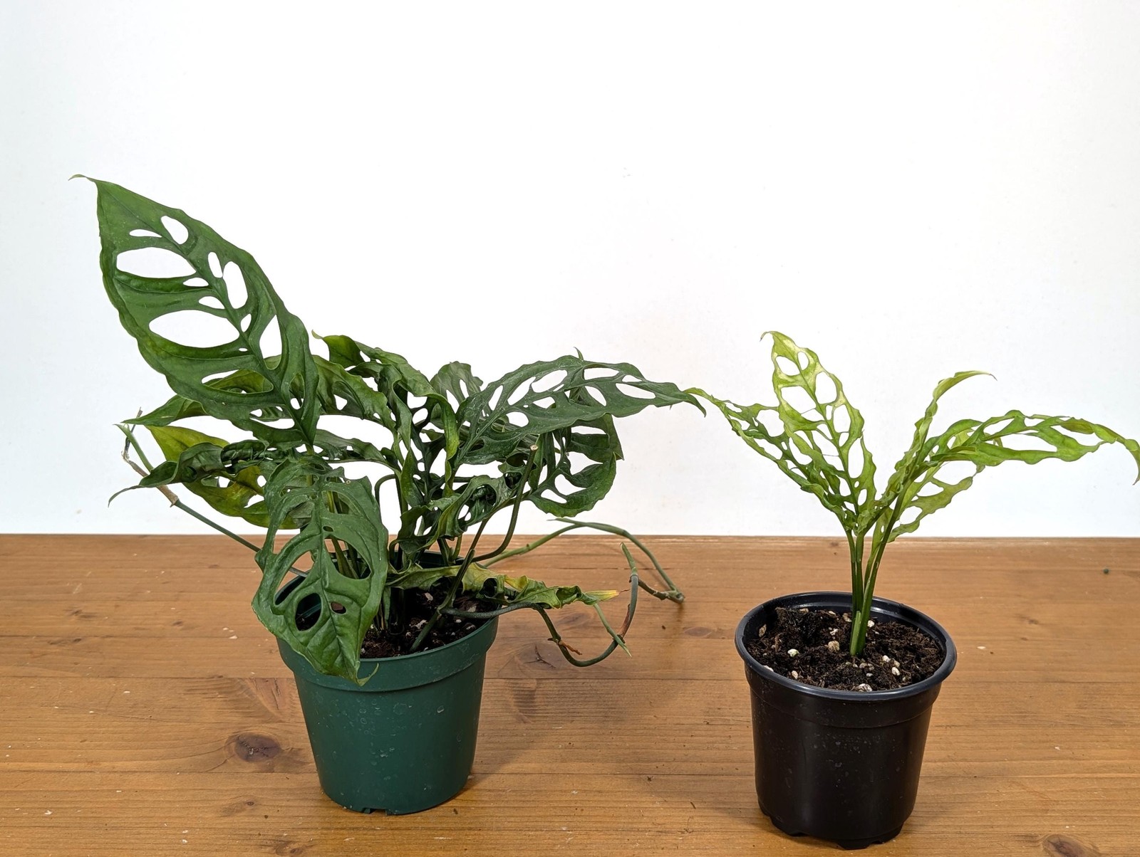 Stunning Monstera Obliqua Peru in 4 inch pot – Live Rare Tropical Aroid Great