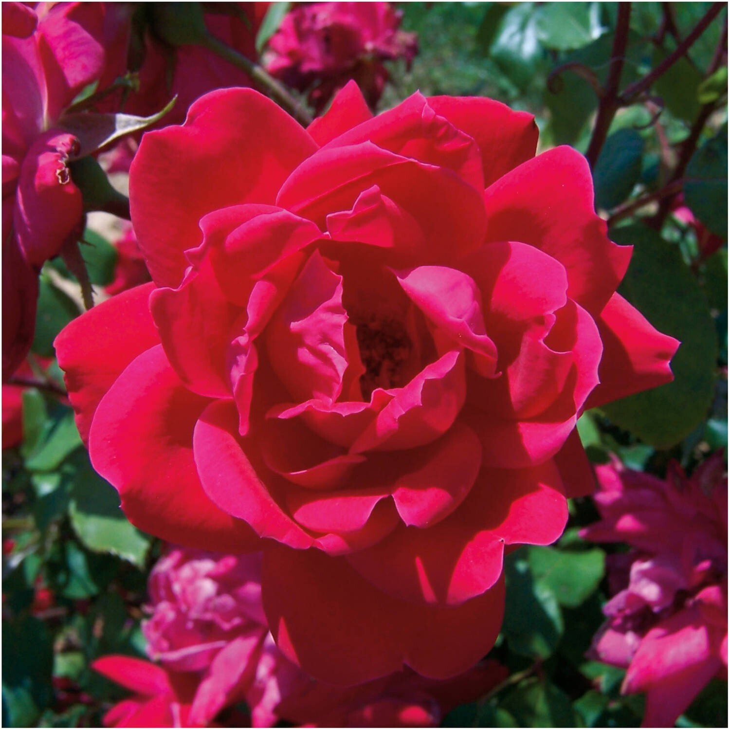 Rose Bush KNOCK OUT RED 3 Unrooted 6″ Live Flower Plant Cuttings Shrub Bush