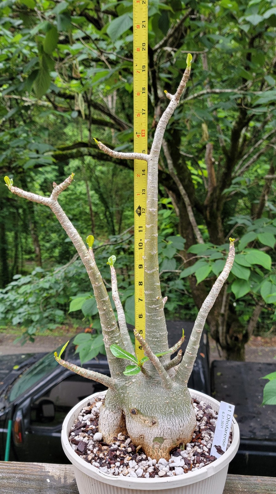 Adenium DOHFARENSE SUPERFAT Caudiciform 3 EXACTPlants 100%USAgrown RAREUncommon