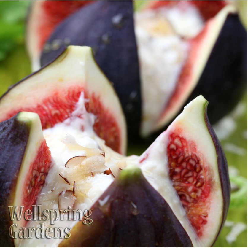 Chicago Hardy Fig Tree – Ficus carica – Live Plant