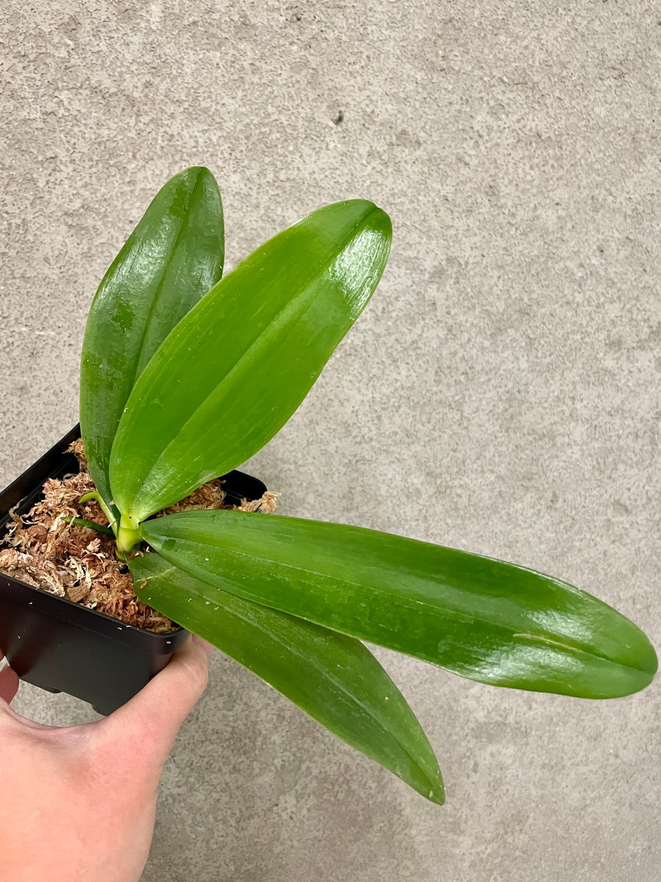 Phalaenopsis tetraspis f. alba | SapphireChild Orchids