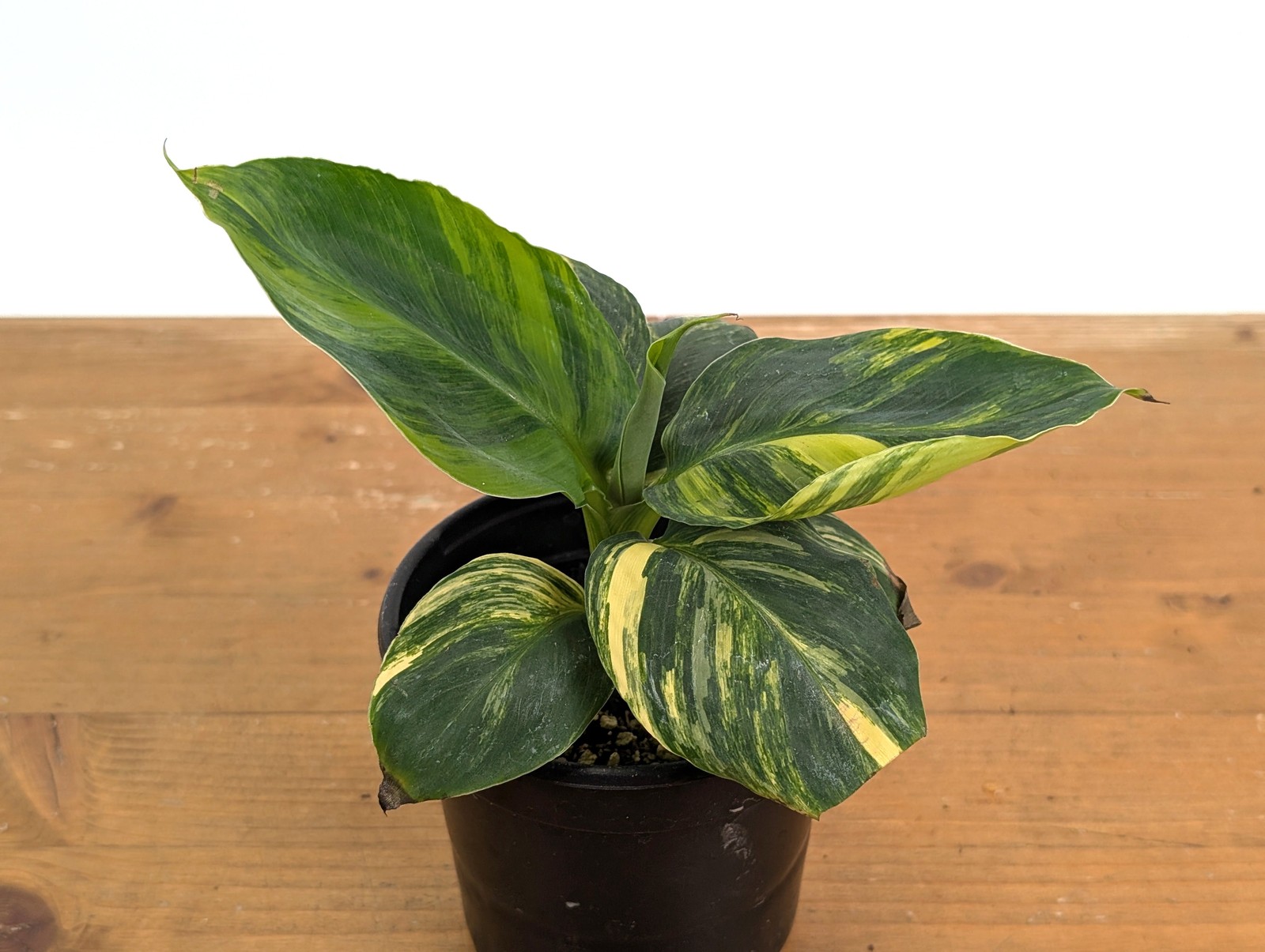 Variegated Dwarf Cavendish Banana Tree – Rare Exotic Tropical Indoor Houseplant