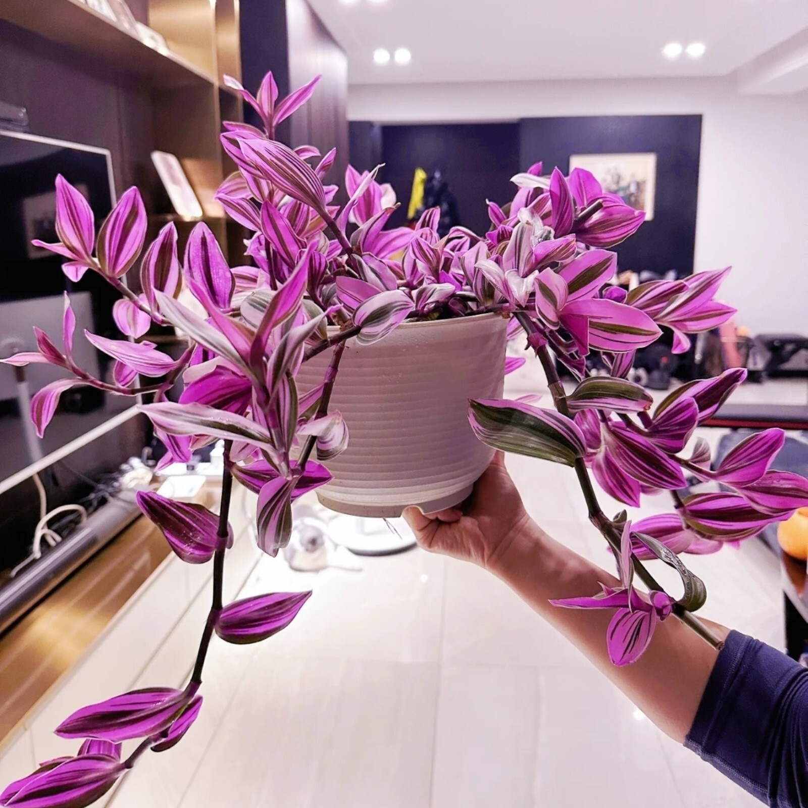 3 Unrooted 3”-4” Tradescantia Nanouk Cuttings Rare Pink Wandering Jew Houseplant