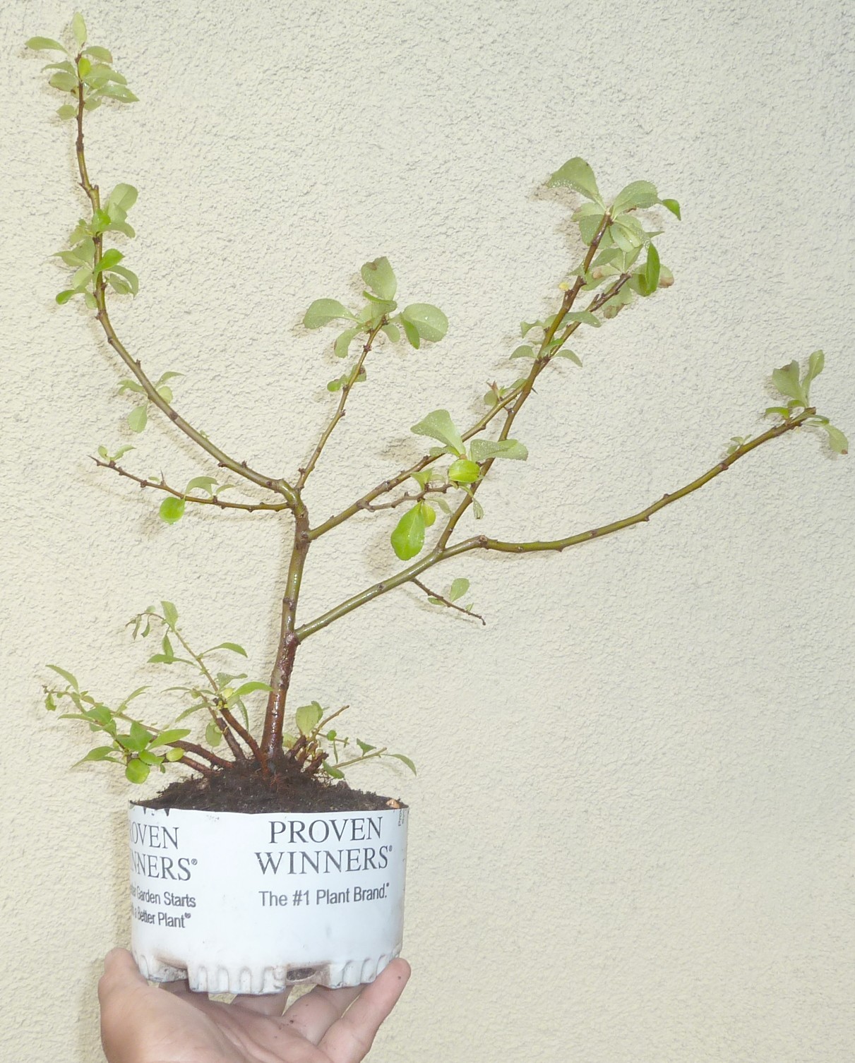Chaenomeles Cameo Japanese Flowering Quince Pre Bonsai Dwarf Shohin Flowers