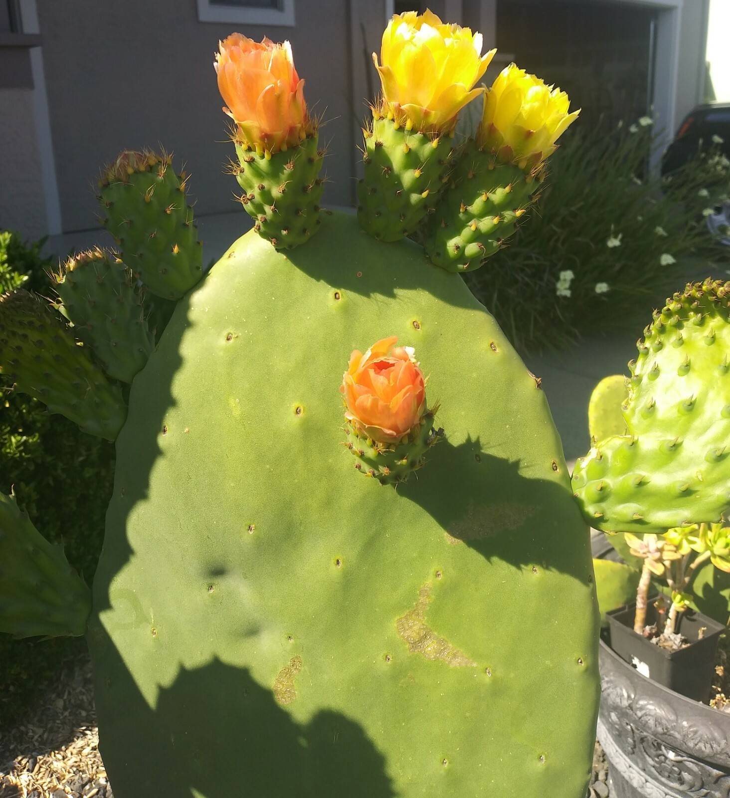 prickly pear cactus plant, grows orange pink and yellow blooms, Pears are edible