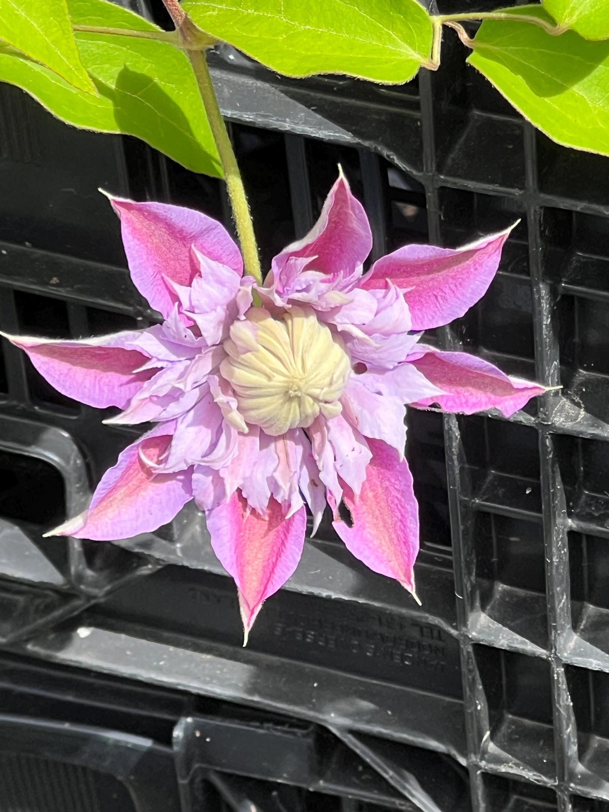 1 “Josephine Evijohil” Clematis Starter Plant (Not Seeds) – US Seller