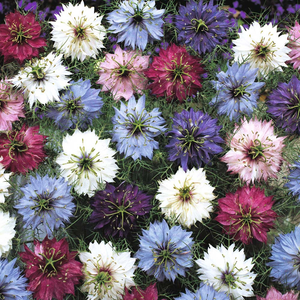 475 SEEDS – love in a mist, mix, LOVE-IN-A-MIST USA GroCo – BUY 15-SHIPS FREE