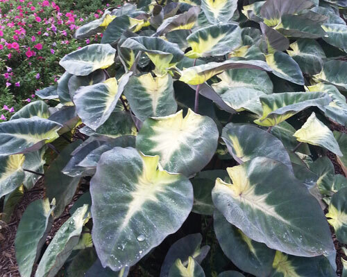 Tropical Storm Colocasia / Elephant Ear – 1 Gallon Size Plant