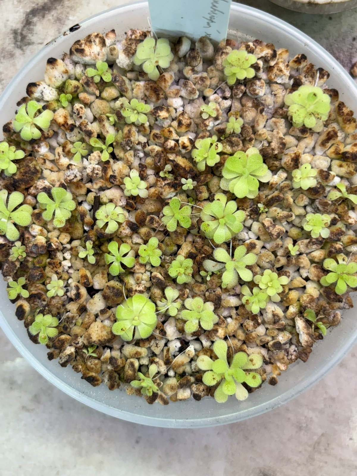 Pinguicula moranensis ‘Huahuapan’ x agnata ‘True Blue’ SG Butterwort Plant