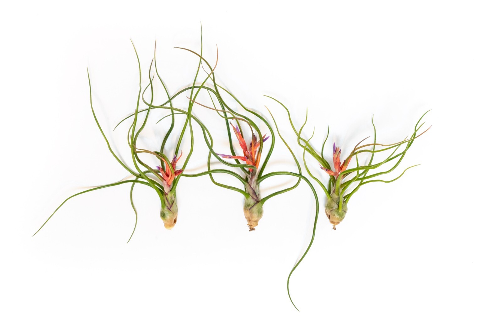 Large Bulbosa Belize Air Plants – Wholesale Bulk – Easy Care Indoor/Outdoor