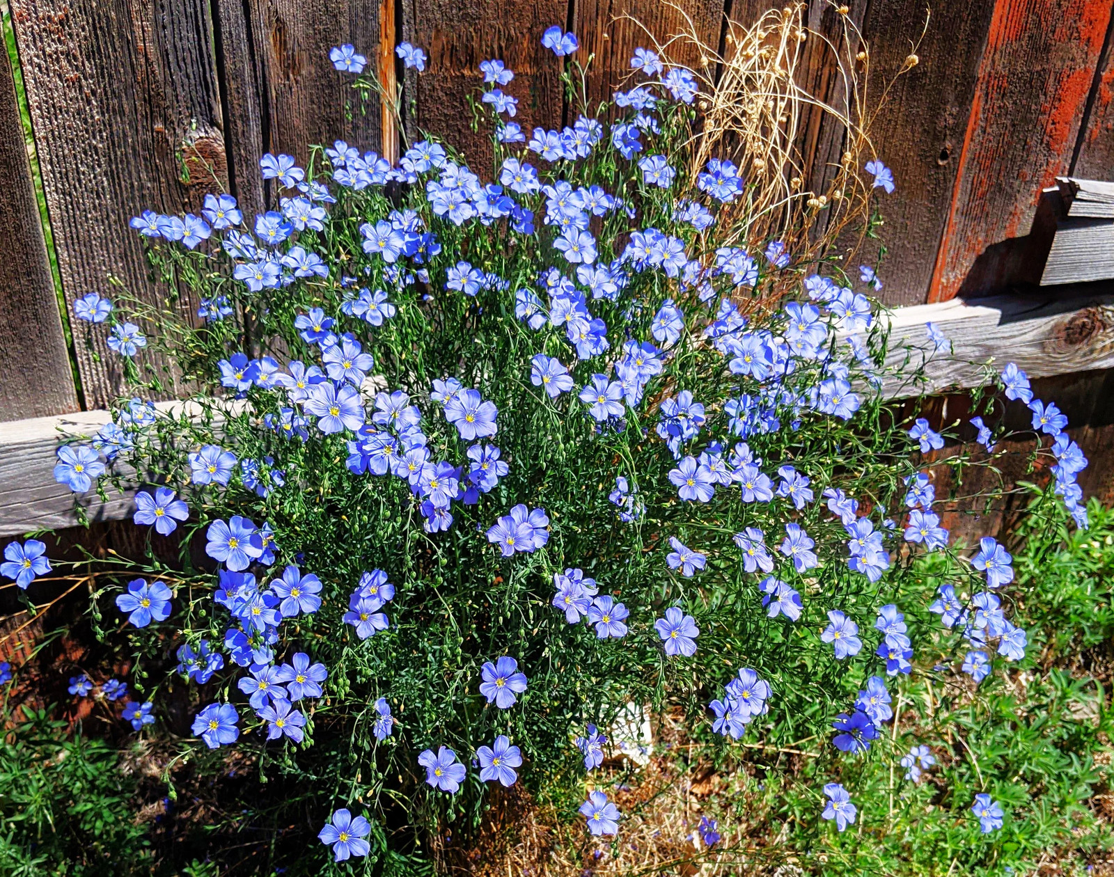 Blue Flax Seeds | Linus Perenne Wild Lewis Perennial Wildflower Flower Seed 2025
