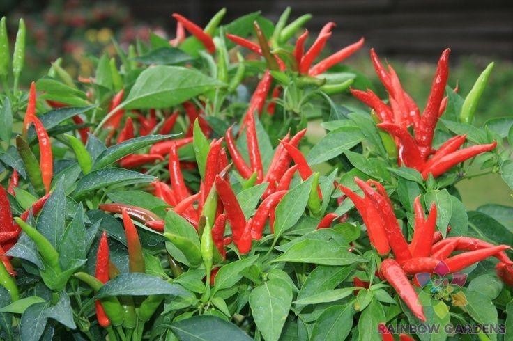 25+ Thai Super Chili F1 Hot Pepper Seeds for Garden – USA – FREE SHIPPING!