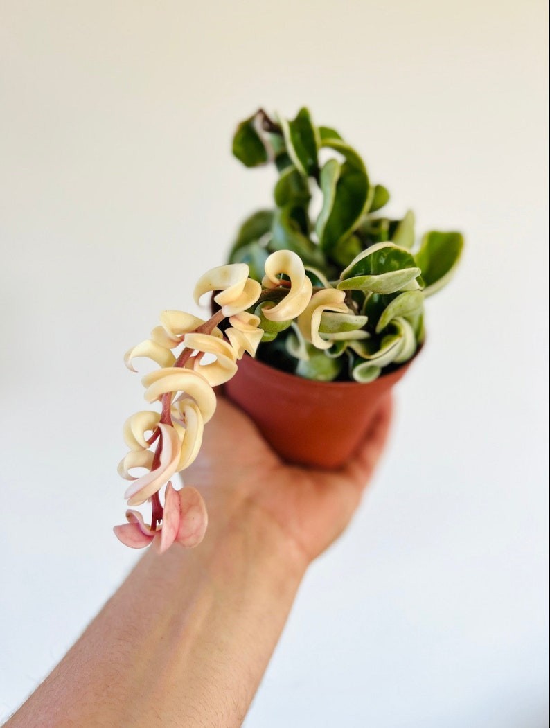 Variegated Hoya Compacta – Hindu Rope Wax Plant 4” Pot