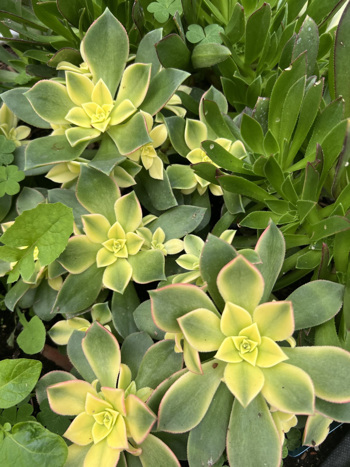 6 Cutting Rare Aeonium 3 to 5” Zwartkopf, Moon Burst, Merlot, Suncup, Blushing
