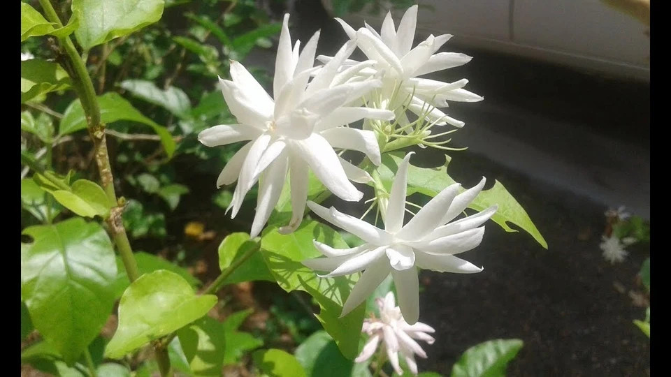 4″ Pot “BELLE OF INDIA JASMINE”~~Jasminum Sambac Double~Intensely Fragrant