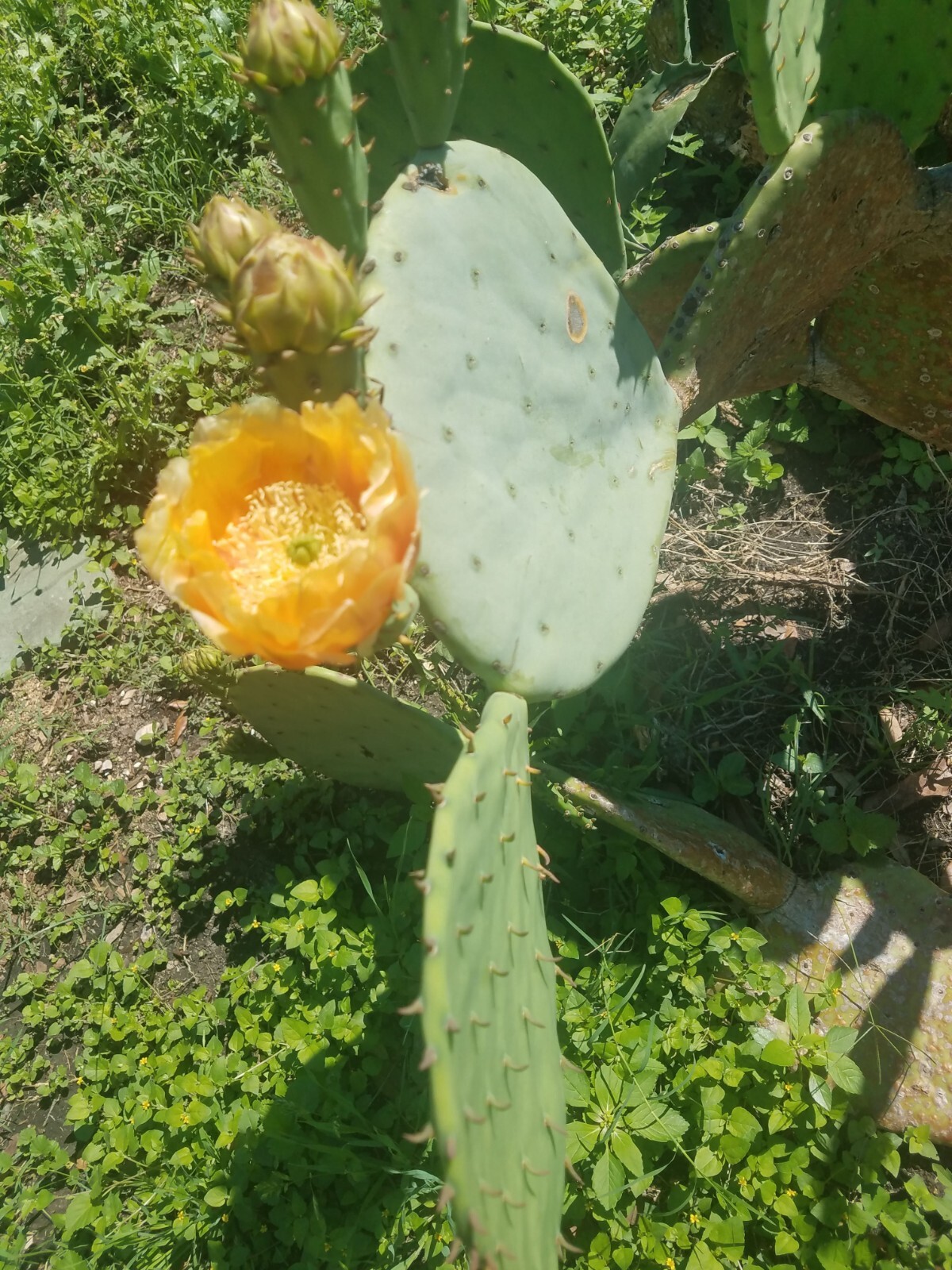Cactus tunero sin espinas de Nuevo México, USA tunas comestibles Zone 7b Nopal