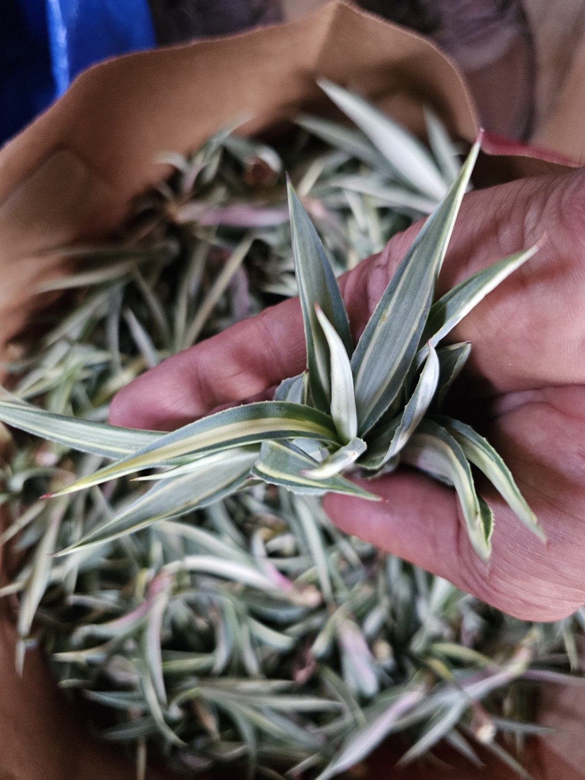 Furcraea Foetida Mediopicta plants 3.5-6″, 12 pack