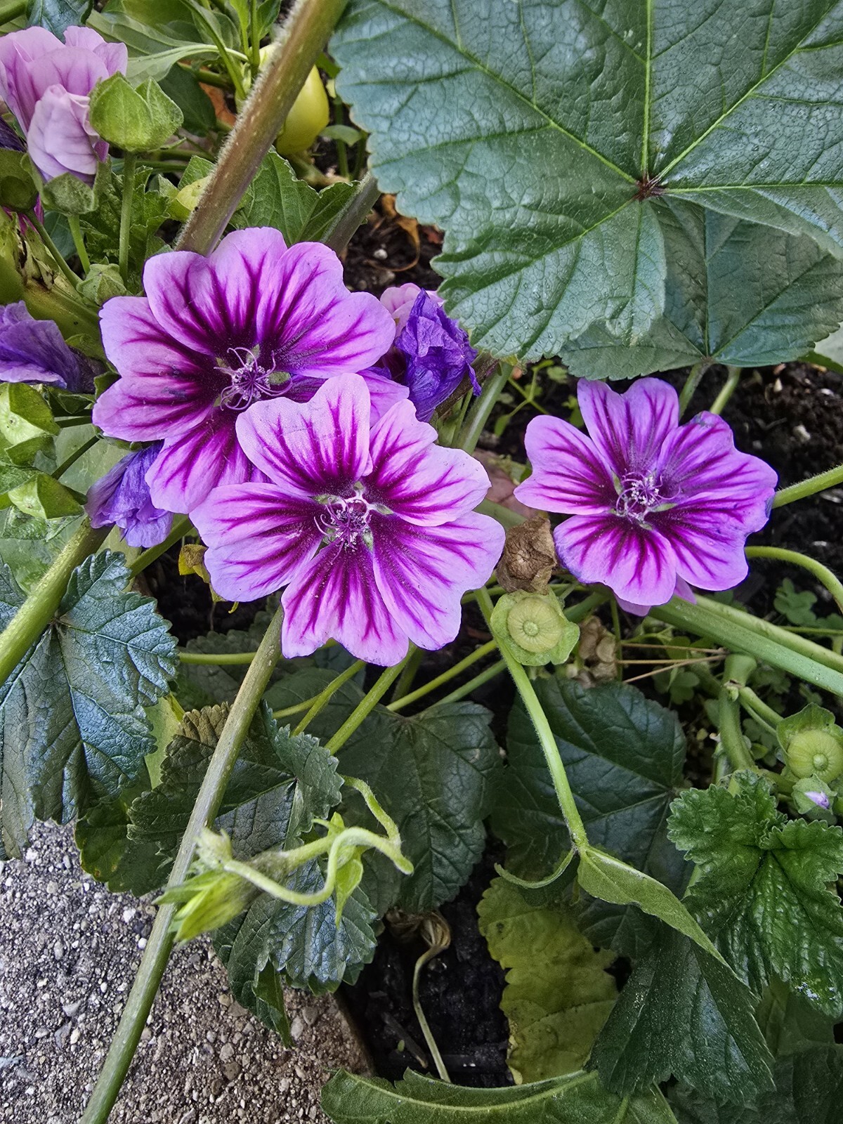 Zebrina Zebra Hollyhock Seeds 15 Organic Seeds