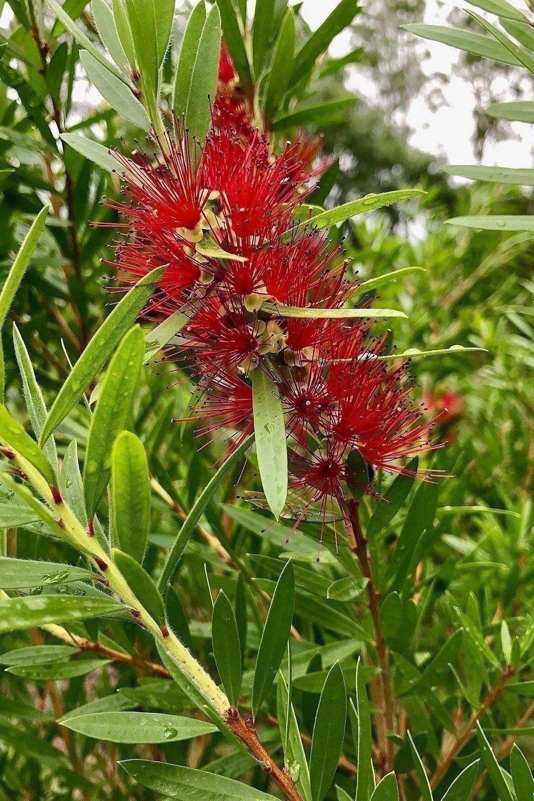 Bottlebrush Red Cluster | 1 Gallon | Callistemon citrinus | Low Maintenance