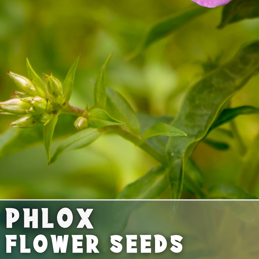 Phlox Seeds – 125 Seeds – Russet Radiance – Garden Bloom Annual Flower Seeds