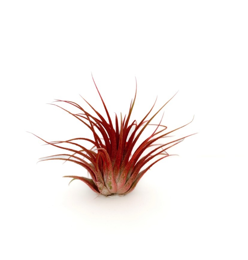 Live Colored Air Plants Ionantha Guatemala Tillandsia Airplant FREE SHIPPING