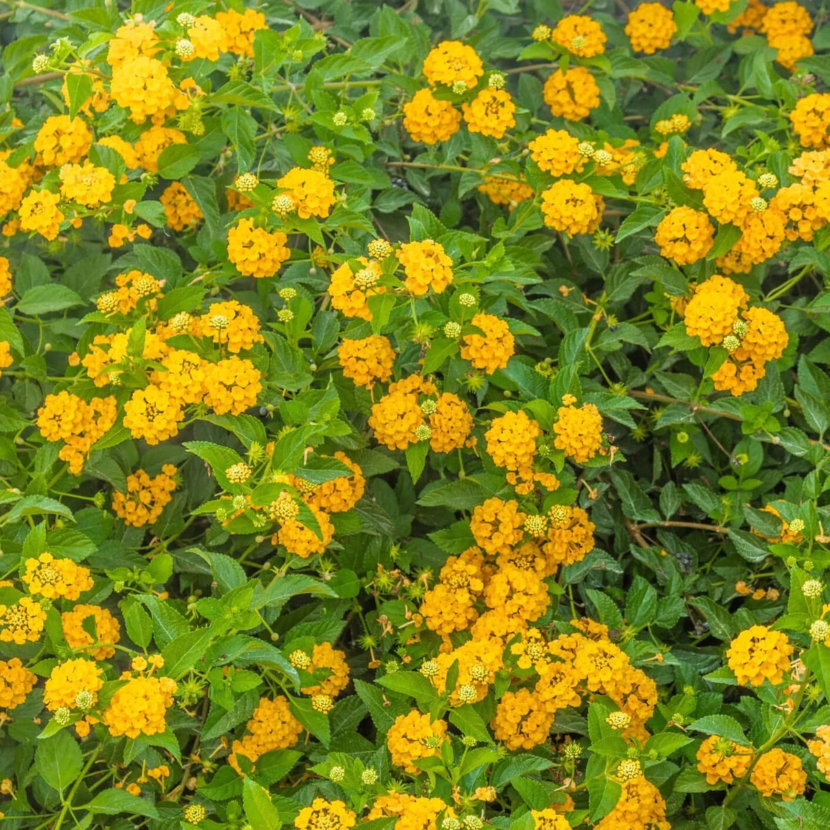 New Gold Lantana BUY 2 GET 1 FREE
