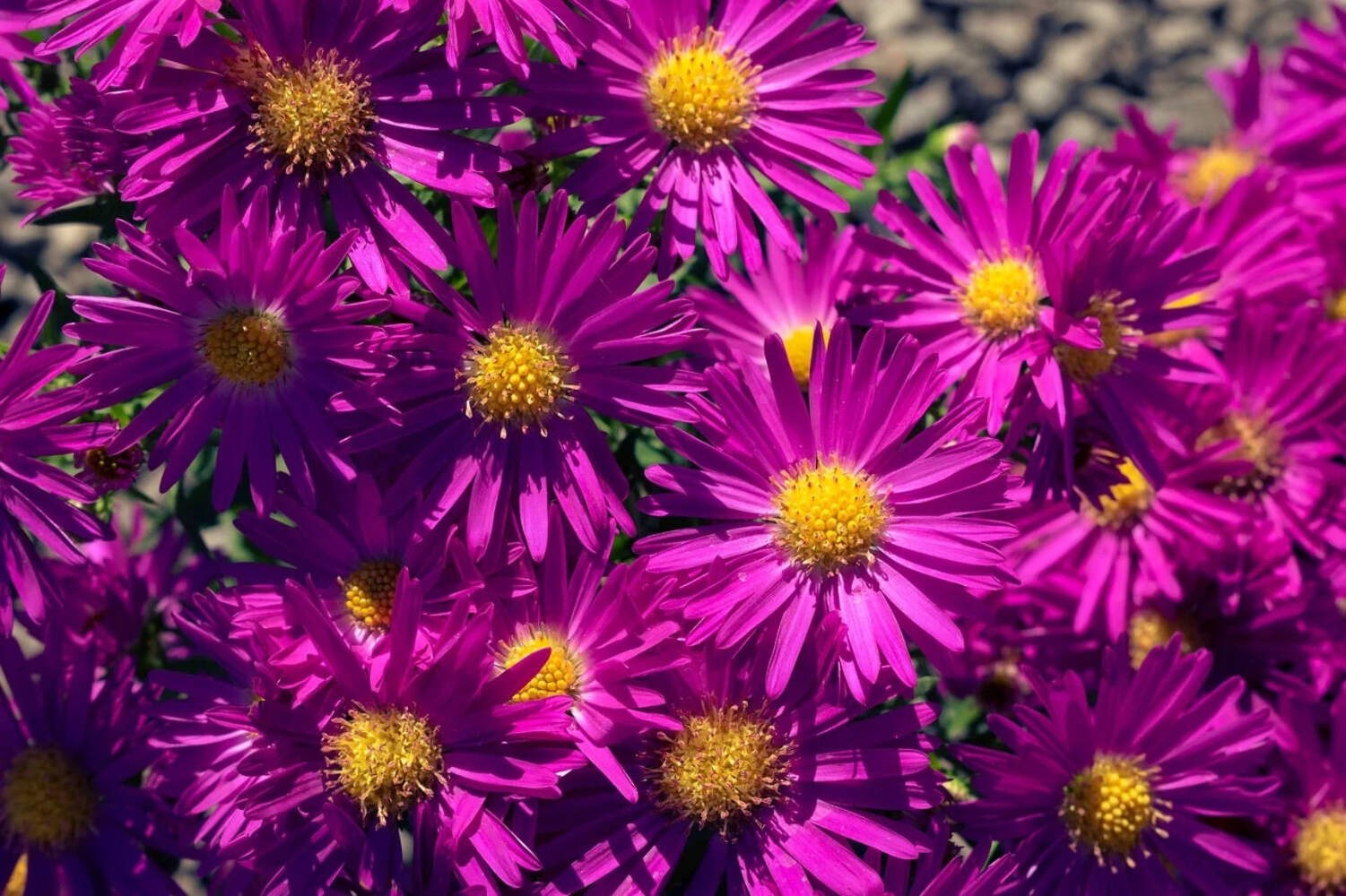 New England Aster Starter Plant – Symphyotrichum Novae-angliae – 3″ pot