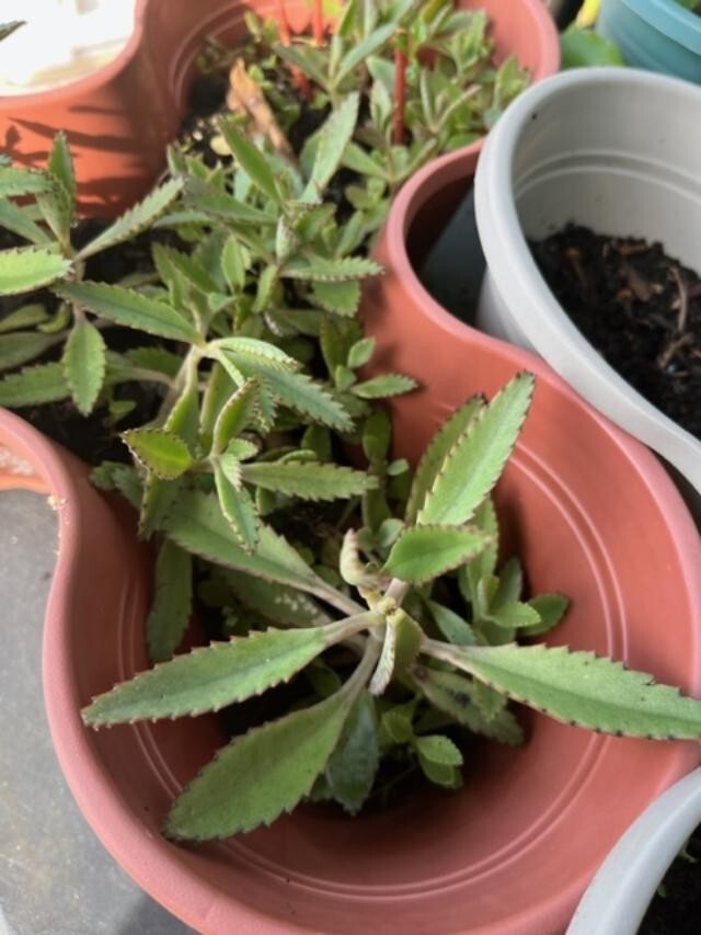 MOTHER-OF-A-THOUSAND-PLANT (KALANCHOE) 10 X 2-4 + inches SUCCULENT SPECIAL! WOW!