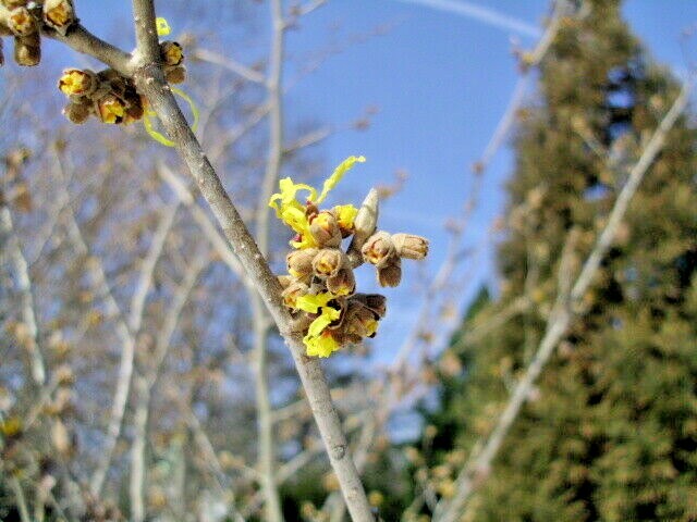 10 HARLOW CAR WITCH HAZEL SEEDS -Hamamelis × intermedia