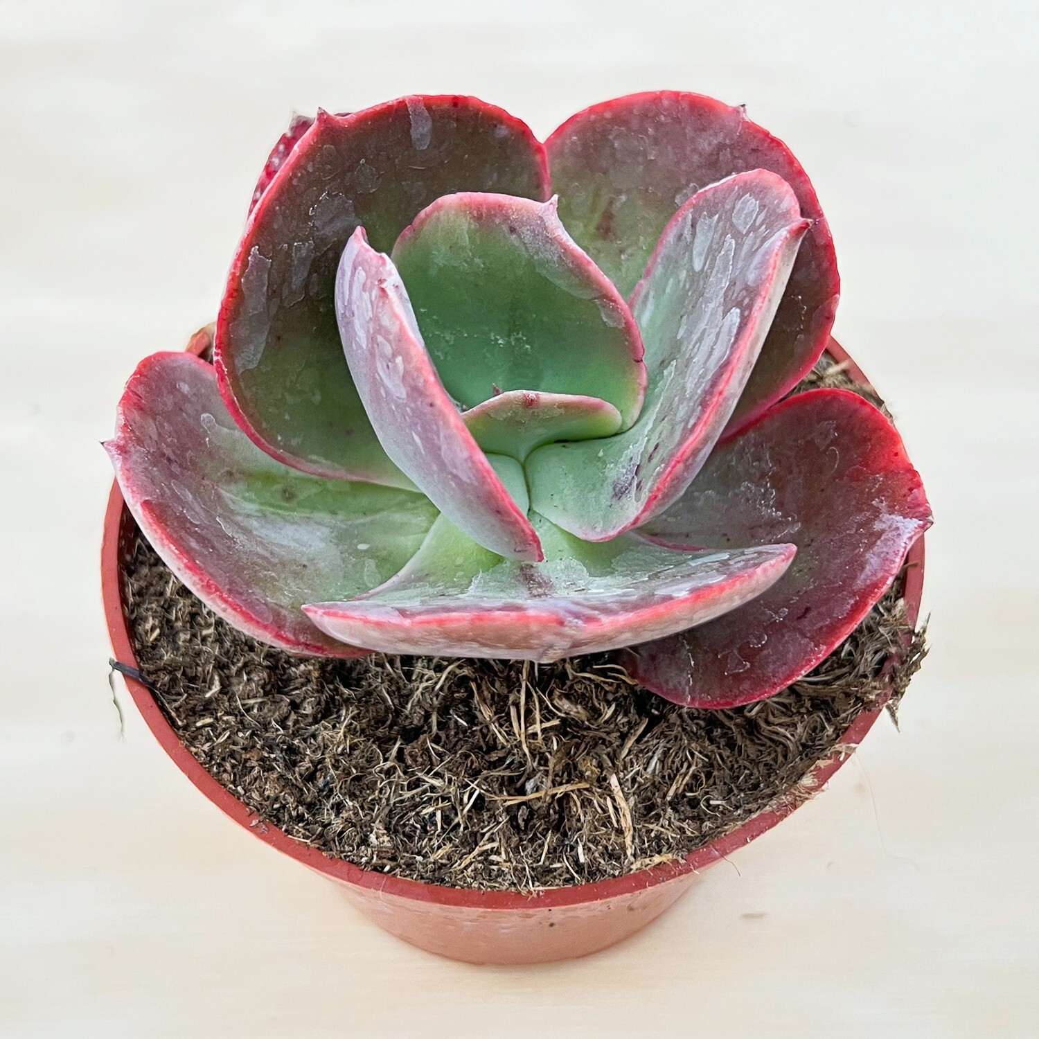 Live Echeveria Big Red Succulent Plant, Rooted in 4” Plant Pot for Indoor Decor