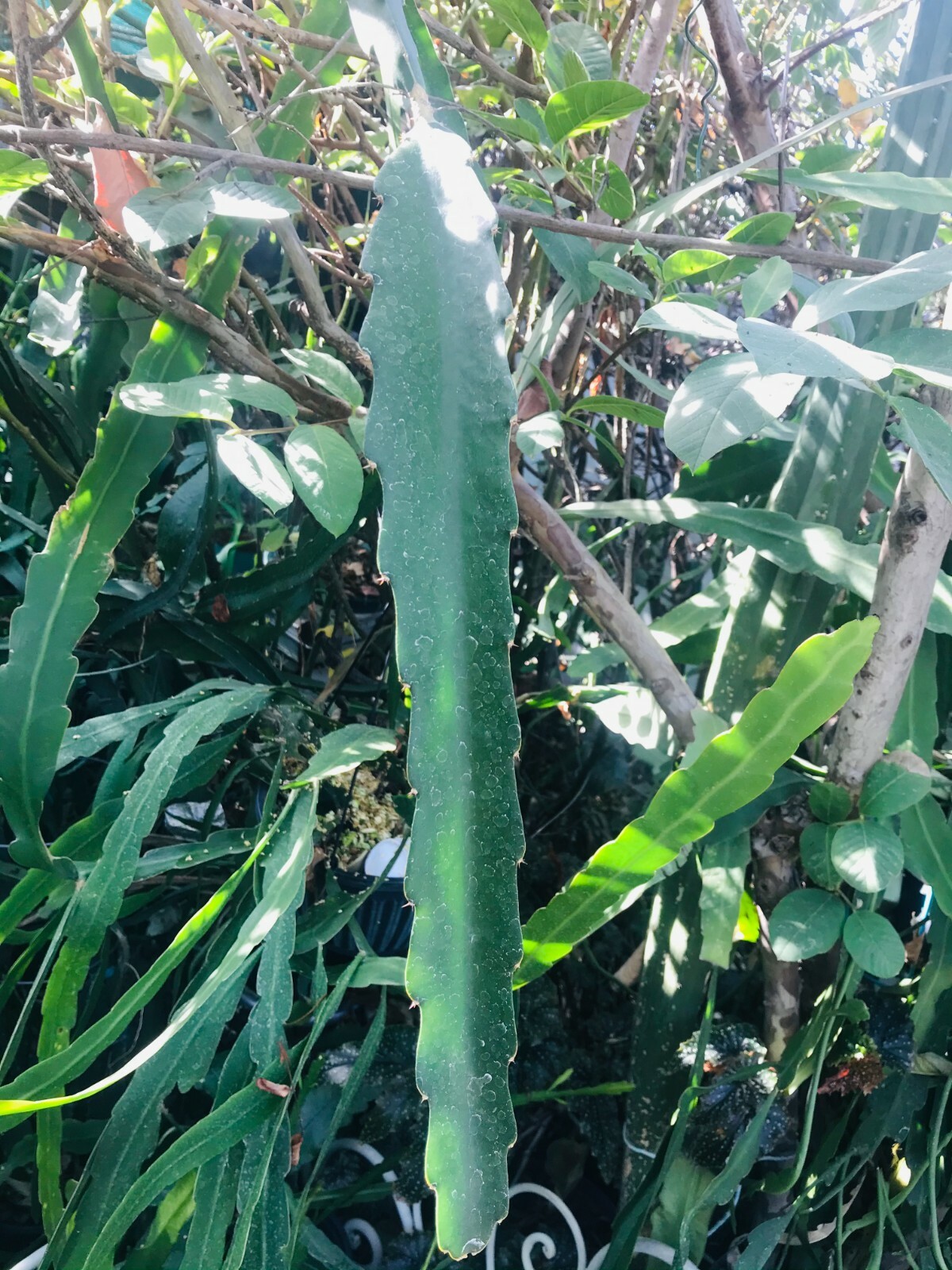 (1) Cutting ~White Flesh~ Dragon Fruit Plant Pitahaya Hylocereus 14″ – 18″ Long