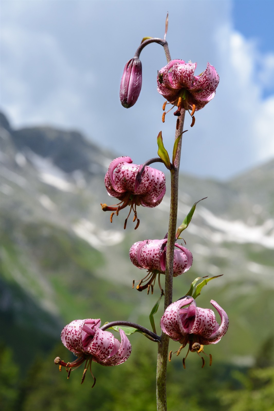 Lilium martagon | Turks Cap Lily | 10_Seeds