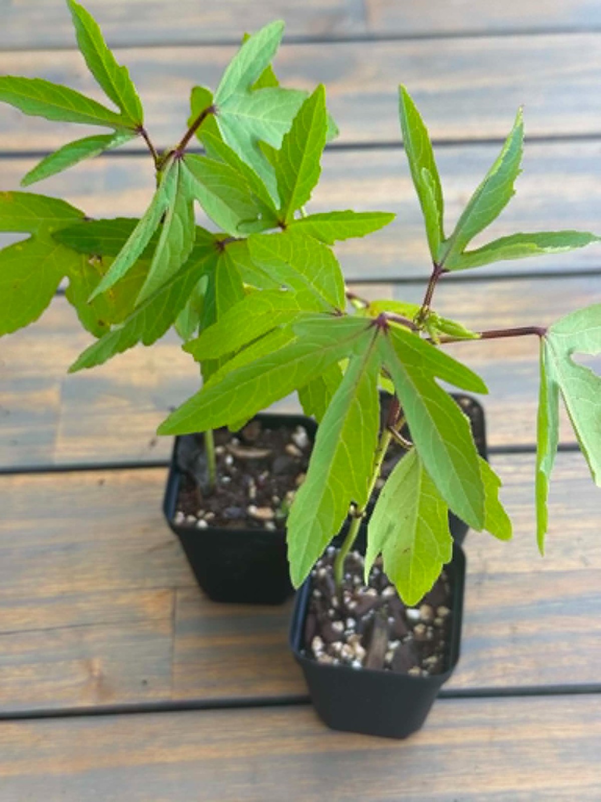 Roselle Live Plant Hibiscus Tea Plant Hibiscus Sabdariffa Jamaican Tea