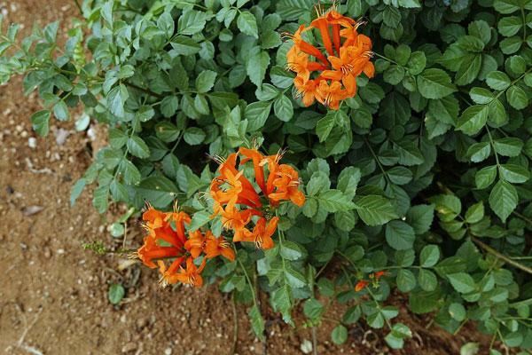 Tecoma capensis | Cape Honeysuckle | Cape Trumpet-Flower | 10 Seeds